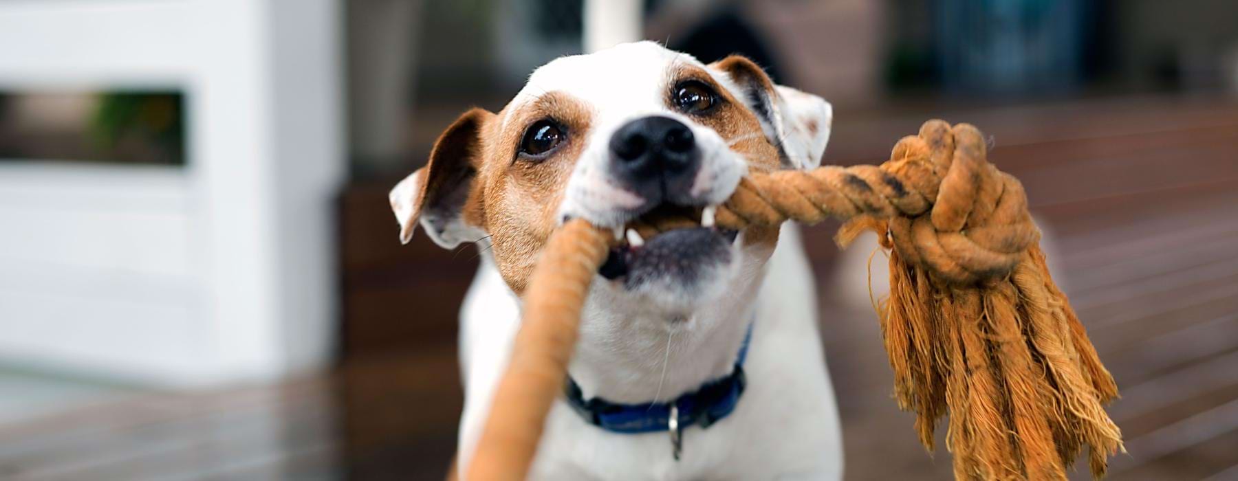 a dog playing with a rope toy